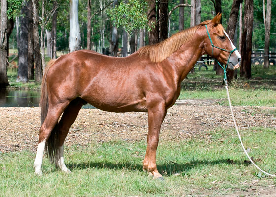 Peppys Buc Lena
